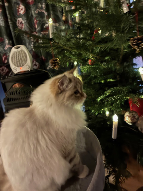 Neva Masquerade kattunge Ritzi Jul